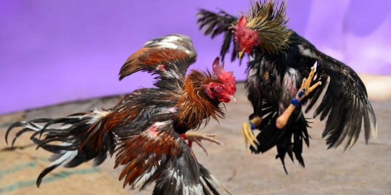 oke9 KM Game Bài 3d