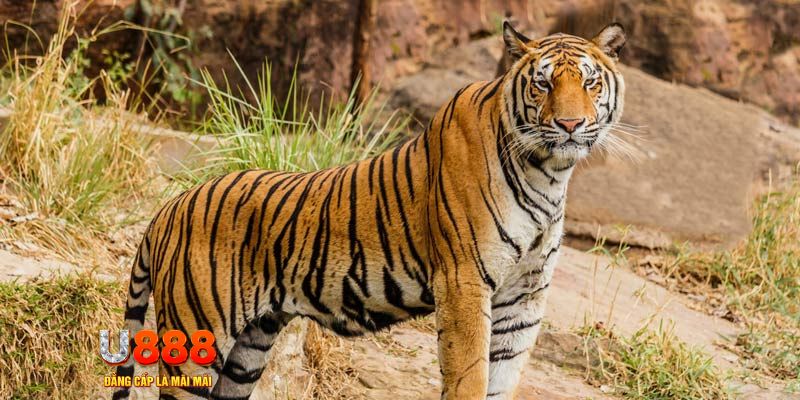 oke9 xổ số bình thuận