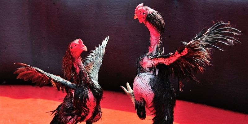 oke9 thị trường baccarat là gì