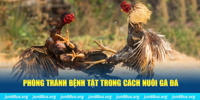 oke9 đăng nhập phỏm online