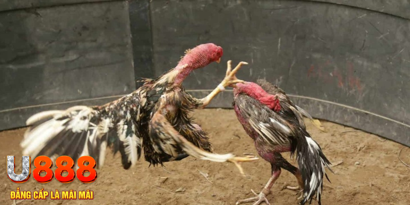 oke9 đăng nhập tiến lên miền nam số 1